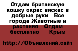 Отдам британскую кошку окрас вискас в добрые руки - Все города Животные и растения » Отдам бесплатно   . Крым